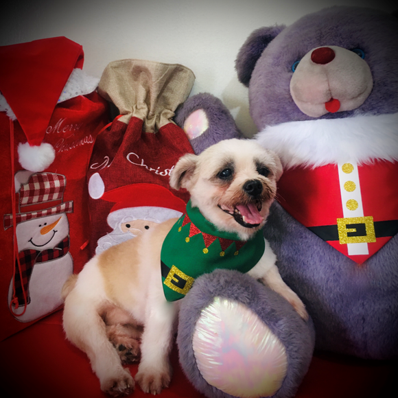 Life is Pawsome Santa & Elf Pet Bandana