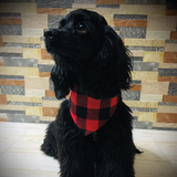 Life is Pawsome Santa & Elf Pet Bandana